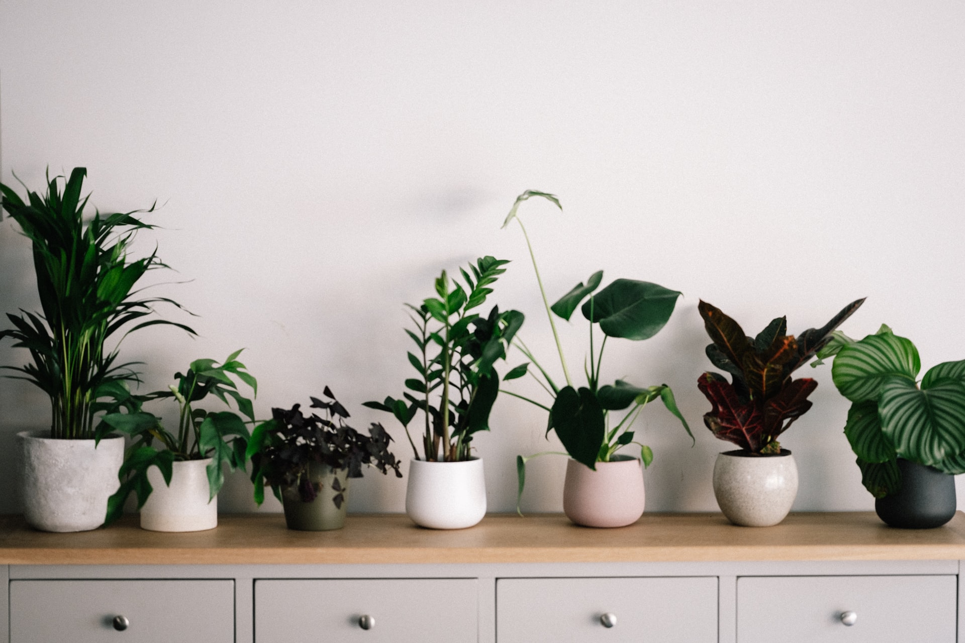 Odanın havasını değiştiren evin daha temiz kokmasını sağlayan salon bitkileri