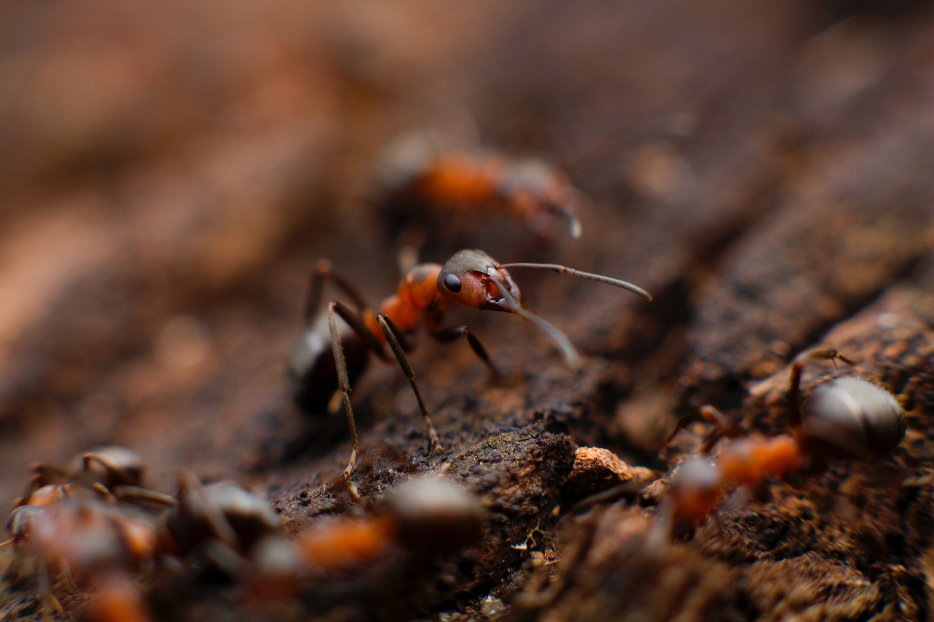 Hamam böceklerini ve karıncaları evden uzak tutacak 3 etkili doğal çözüm