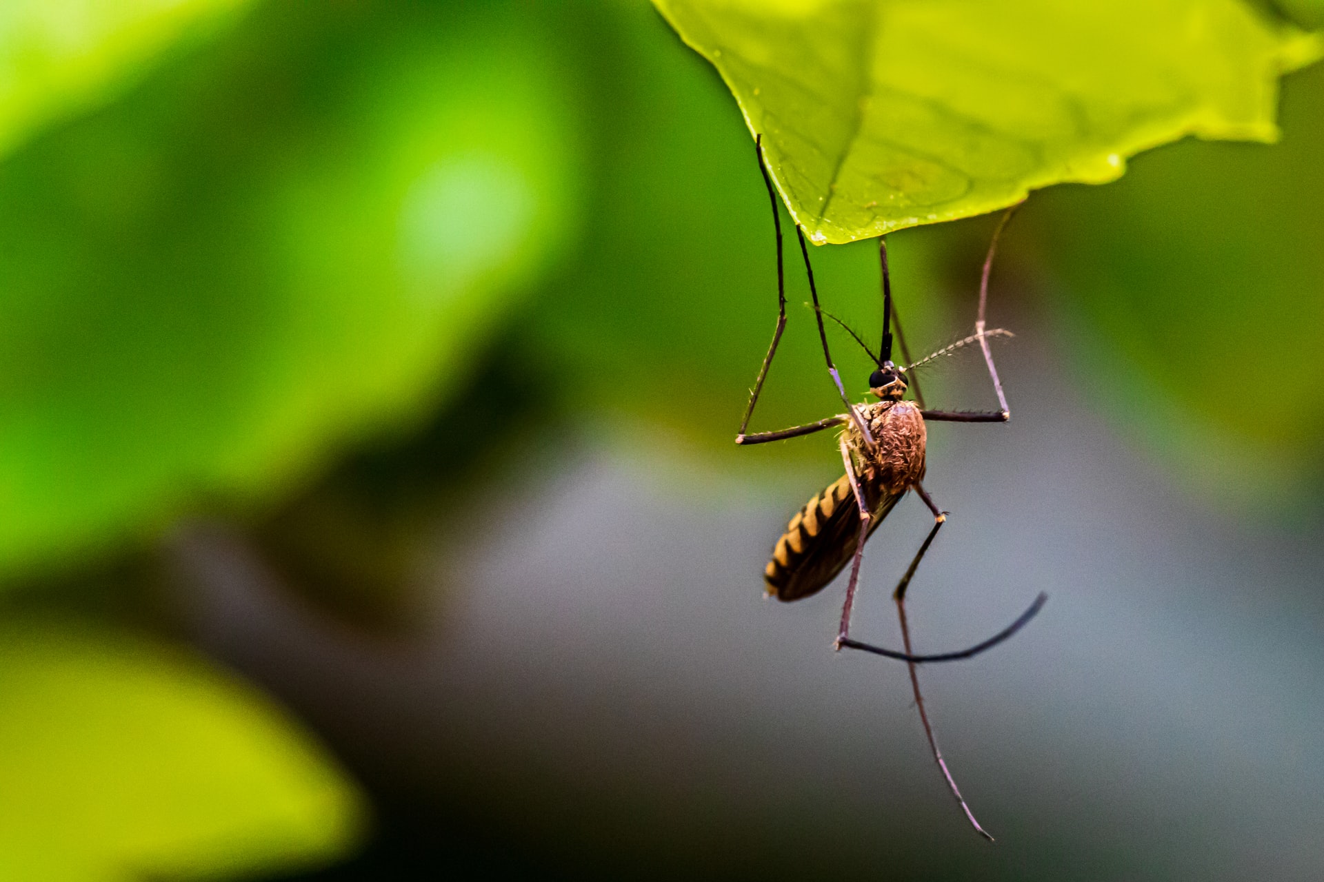 Onları evinizden uzak tutabilirsiniz, Sivrisineklerin Nefret Ettiği 8 Bitki